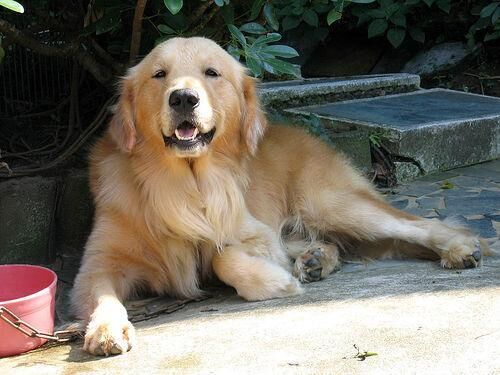 Retriever Golden