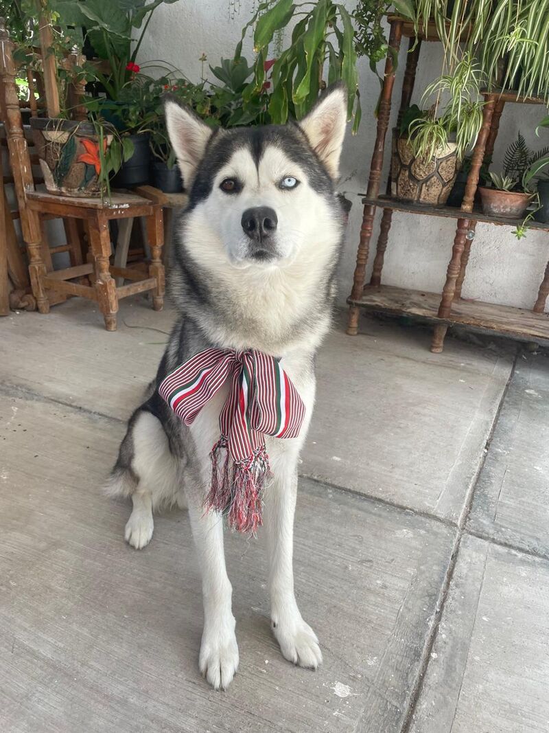 Husky
