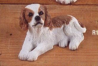 Spaniel Blenheim