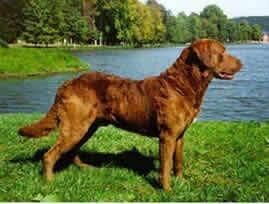 Retriever Chesapeake