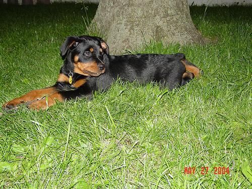 Rottweiler