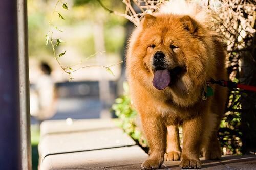 Chow