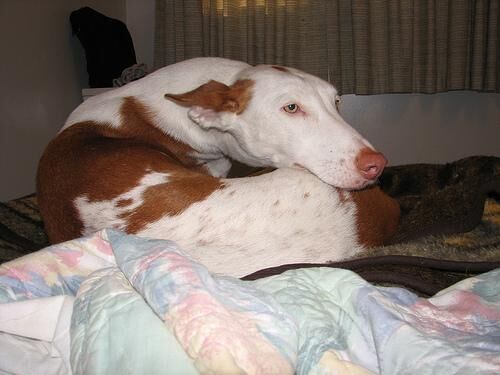 Hound Ibizan