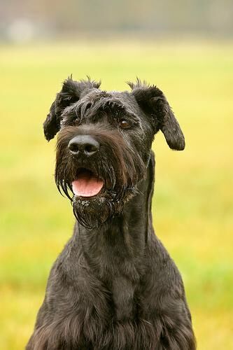 Schnauzer Giant