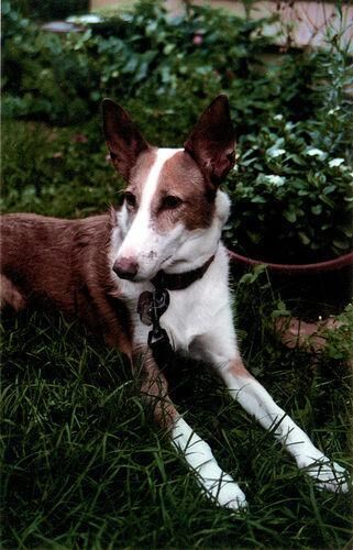 Hound Ibizan
