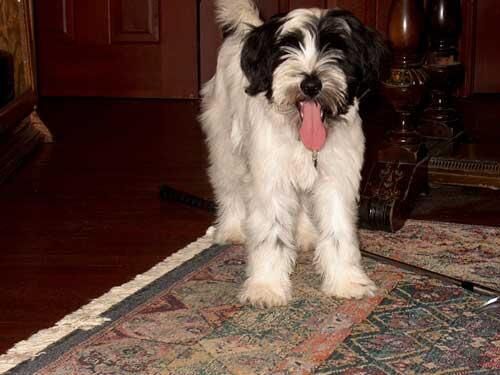 Terrier Tibetan