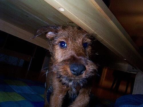 Terrier Irish