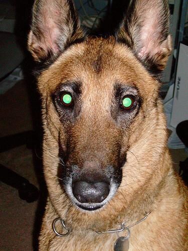 Malinois