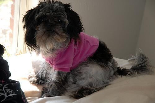 Shihtzu