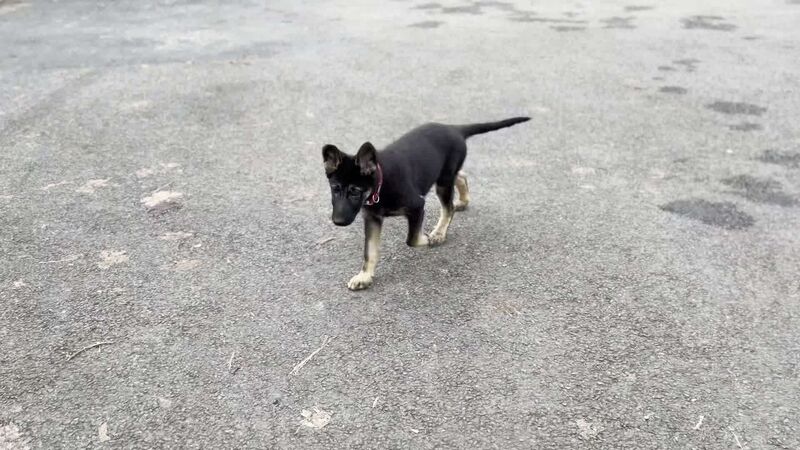 German Shepherd