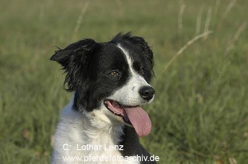 Collie