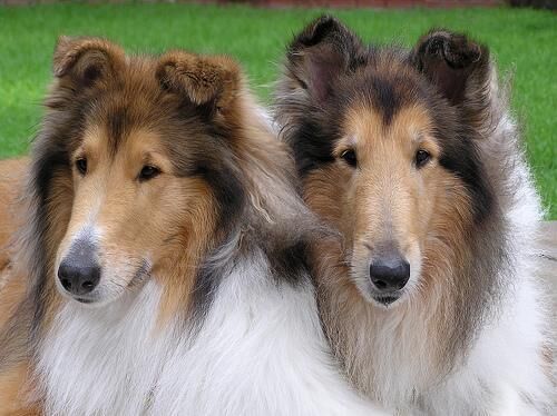 Collie