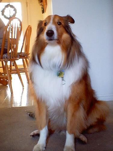 Collie