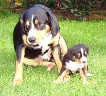 Entlebucher