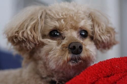 Poodle Toy