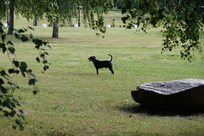 Pinscher