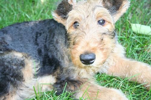 Airedale