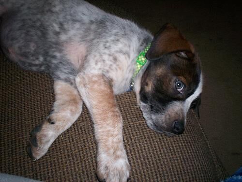 Bluetick