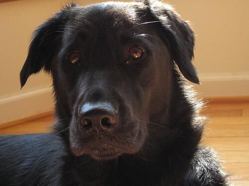Labrador