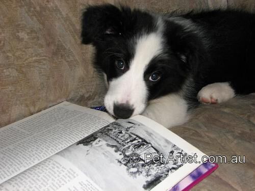Collie