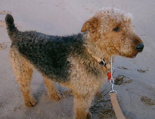 Airedale