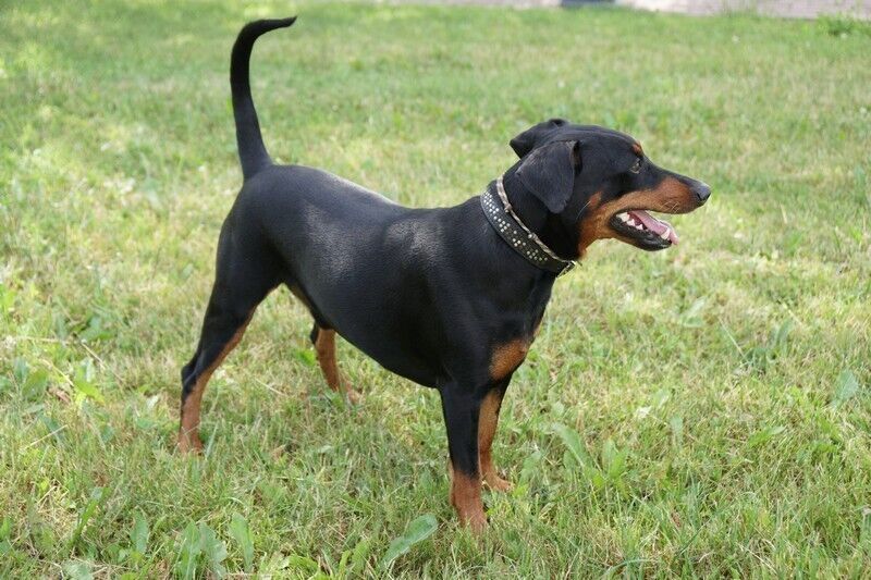 Pinscher