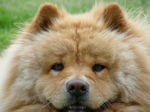 Chow