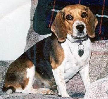 Beagle
