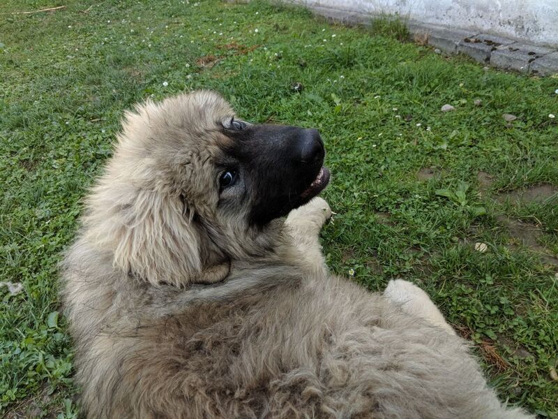 Ovcharka Caucasian